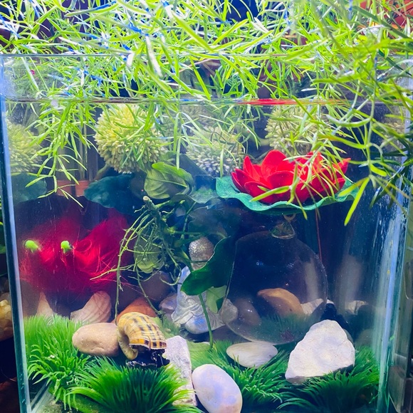 Betta fish feeding globe for frozen foods - Picture 10 of 12